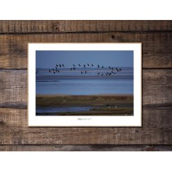 KNORTEGS OVER FORLANDET - VADEHAVET