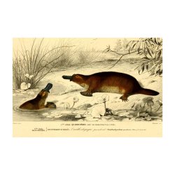 NBDYR | VINTAGEPLAKAT