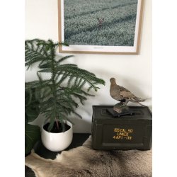 RDYR I KORNMARK - JEDSTED ENGE