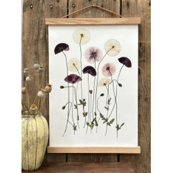 VALMUER FRA BREDE HAVEKIOSK