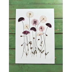 VALMUER FRA BREDE HAVEKIOSK