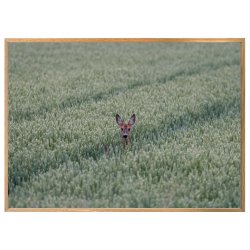 RDYR I KORNMARK - JEDSTED ENGE