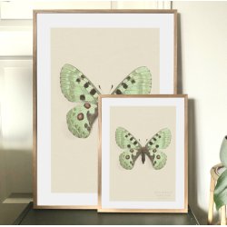 BUTTERFLY | PRINT COLLECTION