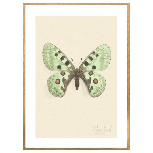 BUTTERFLY | PRINT COLLECTION