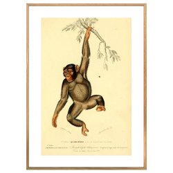 CHIMPANSE | VINTAGEPLAKAT