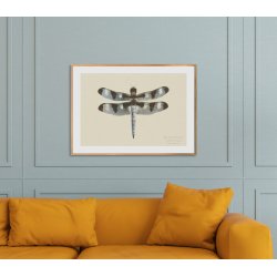 DRAGONFLY | PRINT COLLECTION