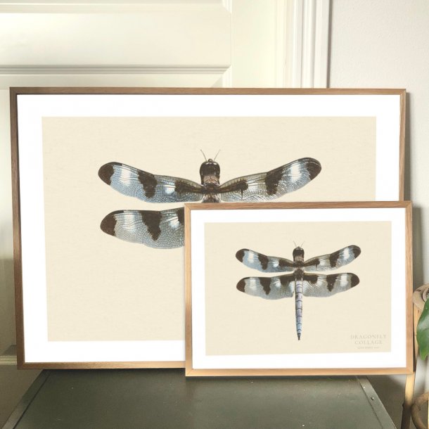 DRAGONFLY | PRINT COLLECTION