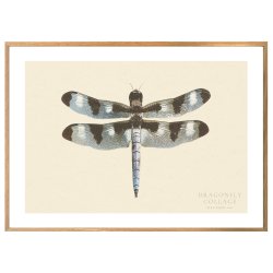 DRAGONFLY | PRINT COLLECTION
