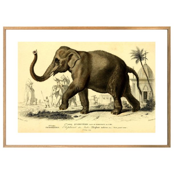 ELEFANT | VINTAGEPLAKAT