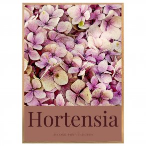 HORTENSIA | PRINT COLLECTION