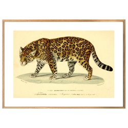 JAGUAR | VINTAGEPLAKAT