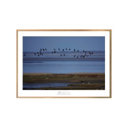 KNORTEGS OVER FORLANDET - VADEHAVET