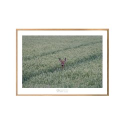 RDYR I KORNMARK - JEDSTED ENGE