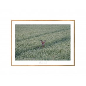 RDYR I KORNMARK - JEDSTED ENGE