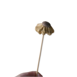 PURPURSOLHAT TIL POTTEPLANTE - HONNINGGUL