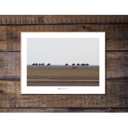 HESTEKARAVANE Rm, Vestjylland