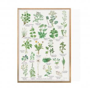 SPISELIGE VILDE PLANTER