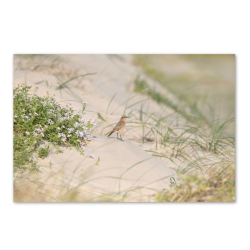 STENPIKKER I KLITTERNE