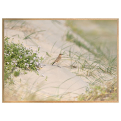 STENPIKKER I KLITTERNE