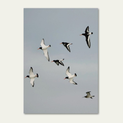 STRANDSKADER MED SMSPOVE