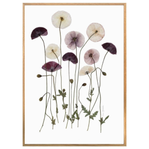 VALMUER FRA BREDE HAVEKIOSK