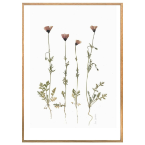 VALMUER FRA MOLS BJERGE