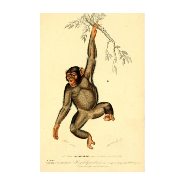 CHIMPANSE | VINTAGEPLAKAT